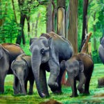 Wild Elephants